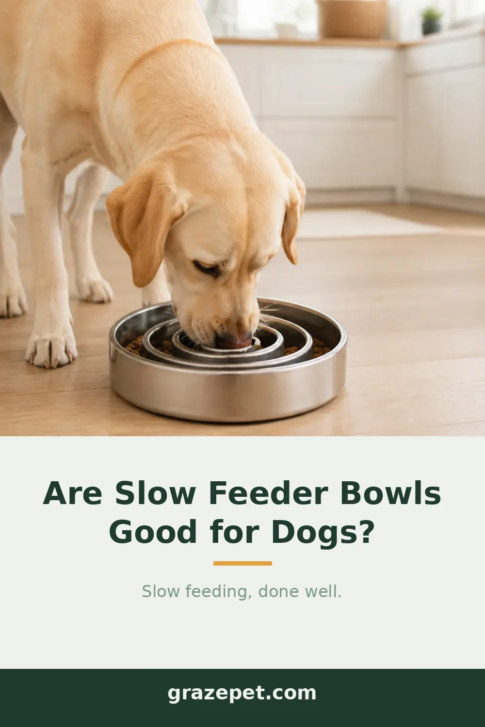 Are Slow Feeder Bowls Good for Dogs? — save on Pinterest