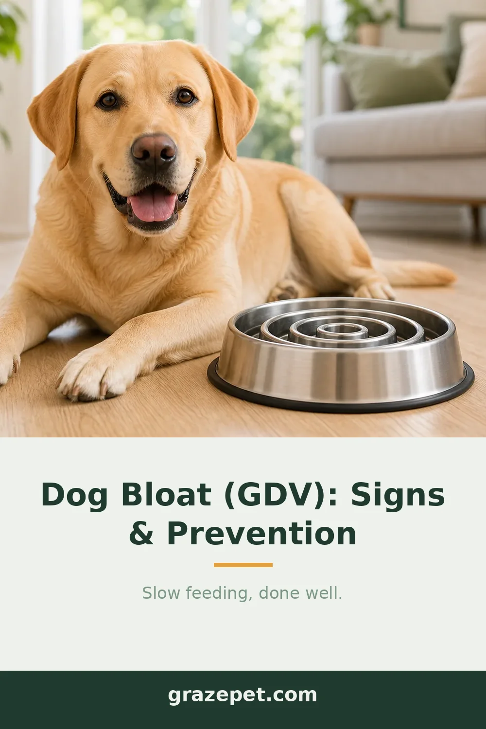 Dog Bloat (GDV): Signs, Causes & How to Prevent It — save on Pinterest